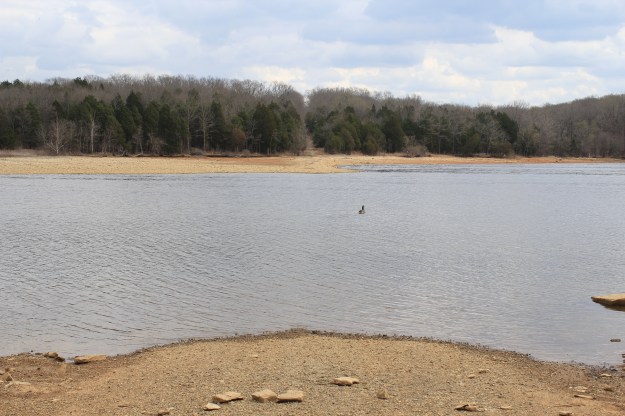 View looking east from Stewarts Ferry Island toward eastern shoreline. Only the island-section of the road remains. Note on far shoreline the old section SFP continuing through the woods.